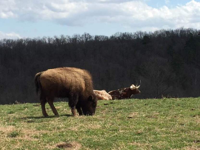 29388626_2055926654424118_5277543590124322816_n